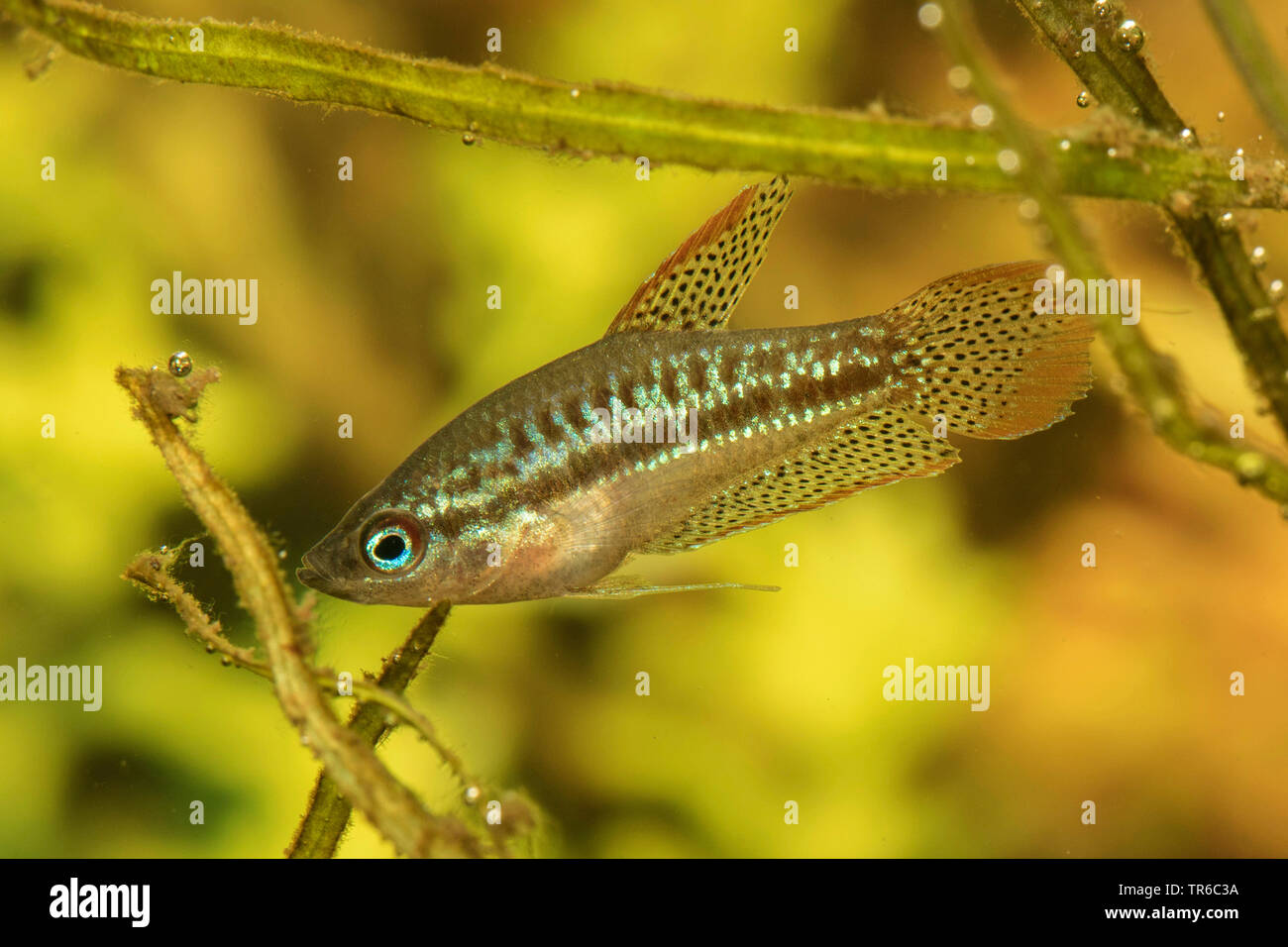 Sparkling Gourami (Trichopsis pumilus), swimming, full-length portrait Stock Photo