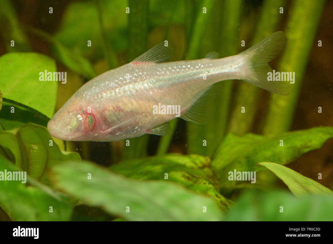 blind cave tetra, blind cavefish (Anoptichthys jordani, Astyanax fasciatus mexicanus), swimming female, side view Stock Photo