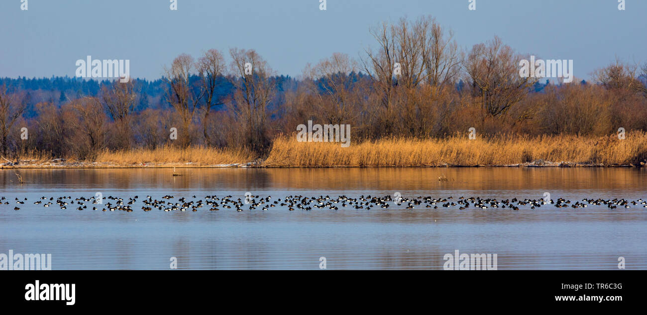 tufted duck (Aythya fuligula), big flock of winter guests resting on the lake, Germany, Bavaria Stock Photo