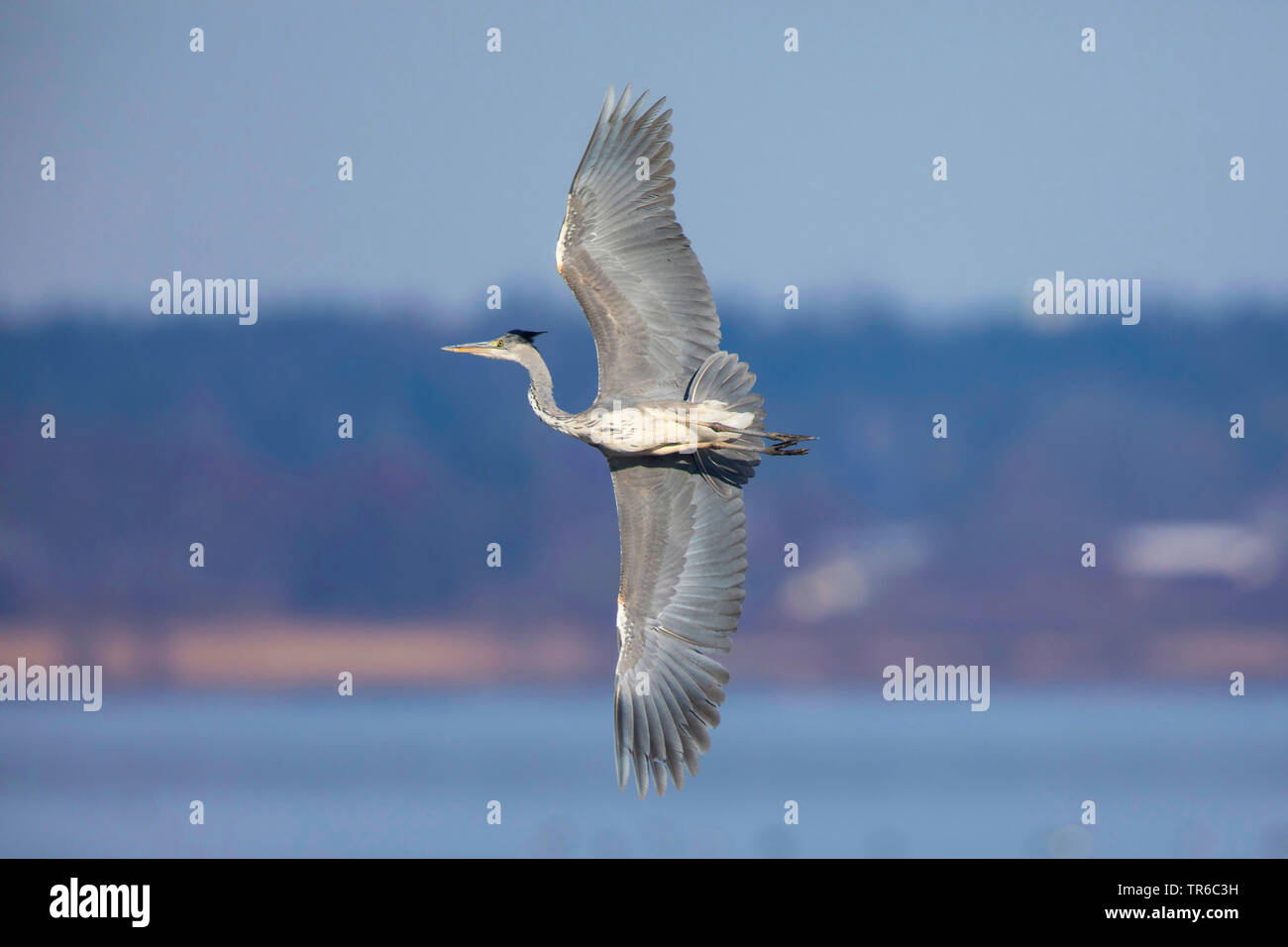 grey heron (Ardea cinerea), spectacular flight over the lake, view from below, Germany, Bavaria, Lake Chiemsee Stock Photo