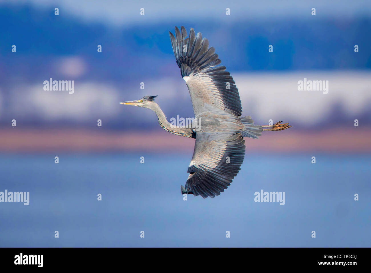 grey heron (Ardea cinerea), spectacular flight over the lake, Germany, Bavaria, Lake Chiemsee Stock Photo
