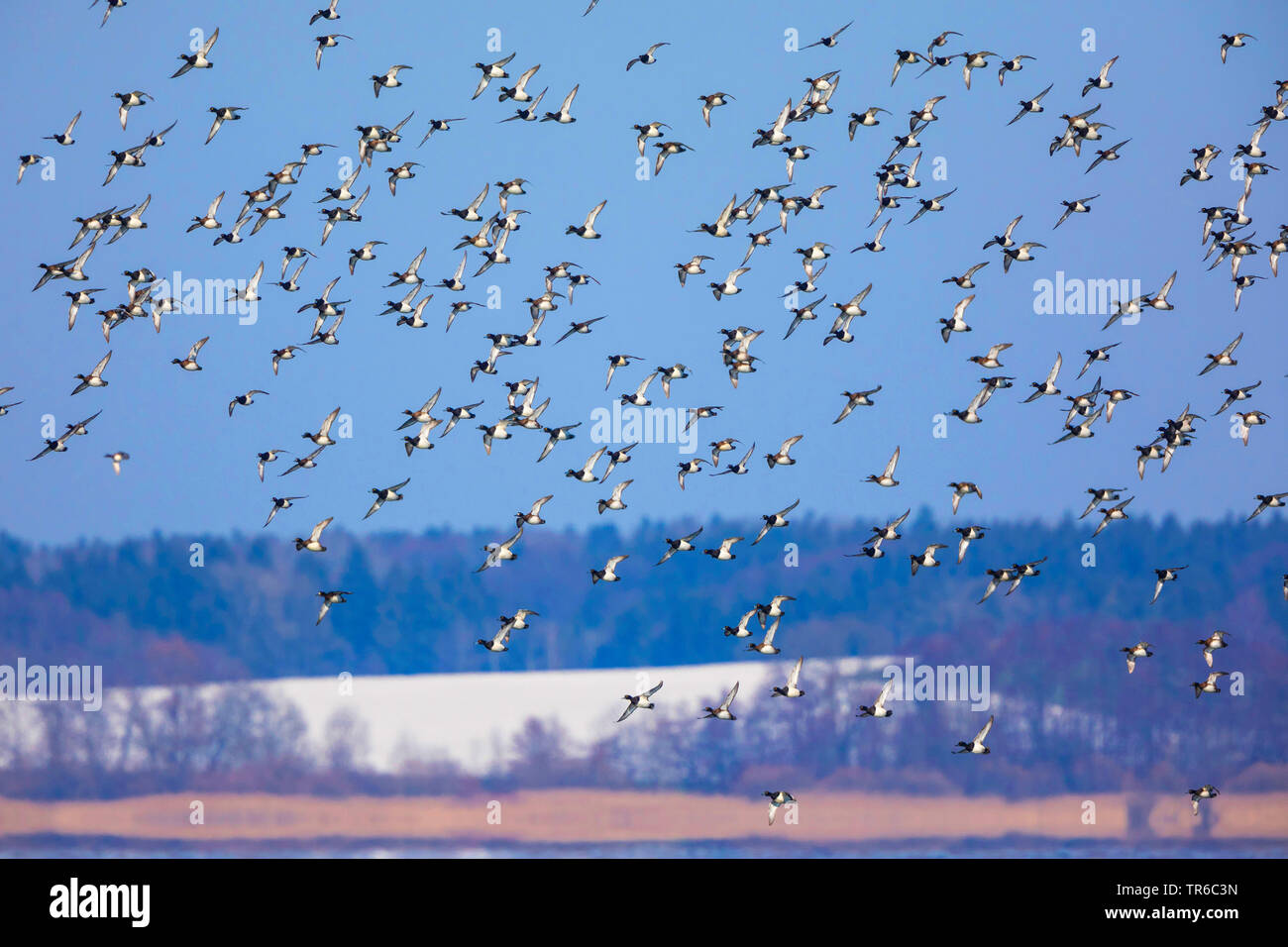tufted duck (Aythya fuligula), big flock of winter guests, flying, Germany, Bavaria Stock Photo