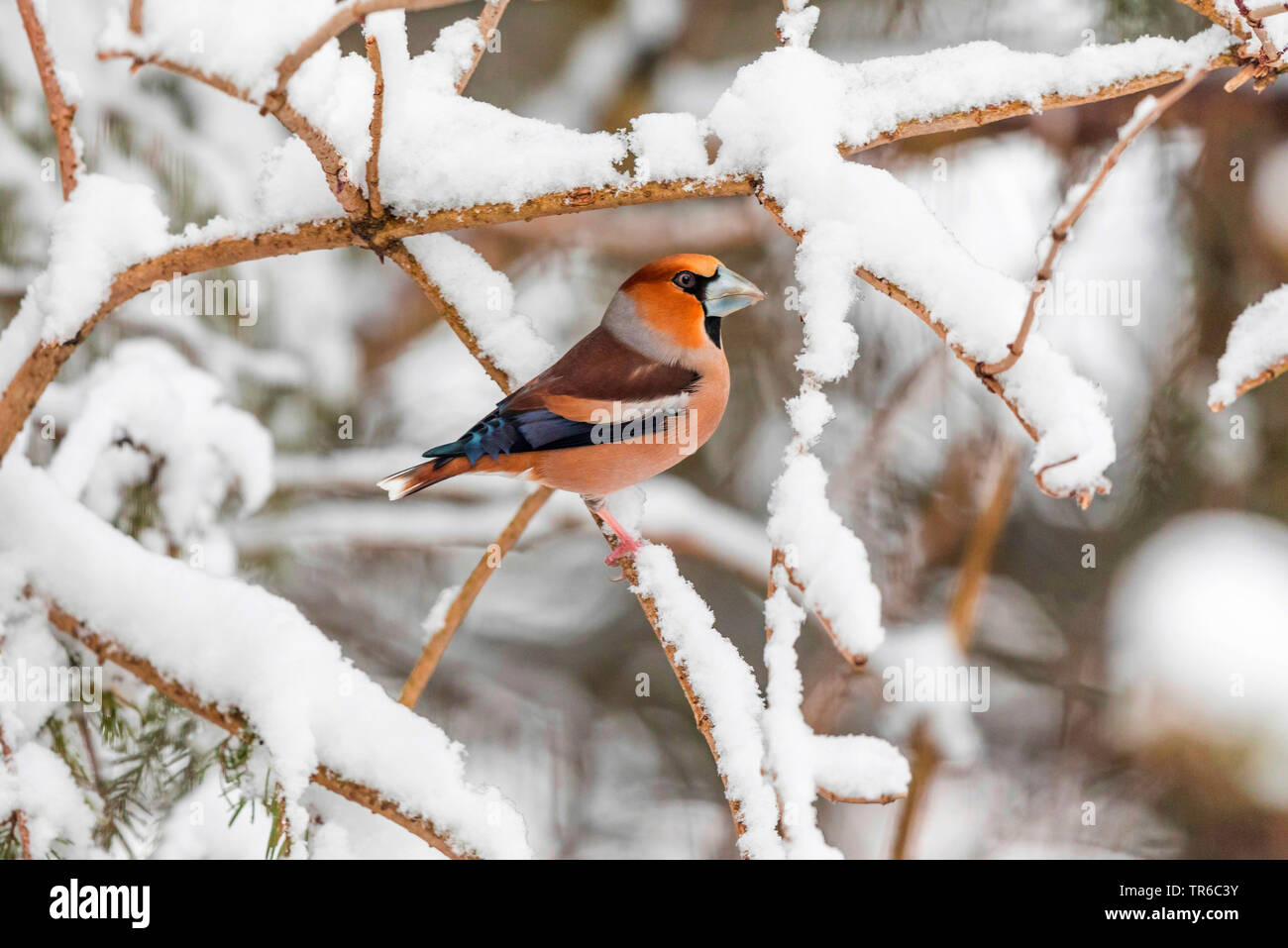 hawfinch (Coccothraustes coccothraustes), male sitting on a snow-covered branch, side view, Germany, Bavaria Stock Photo