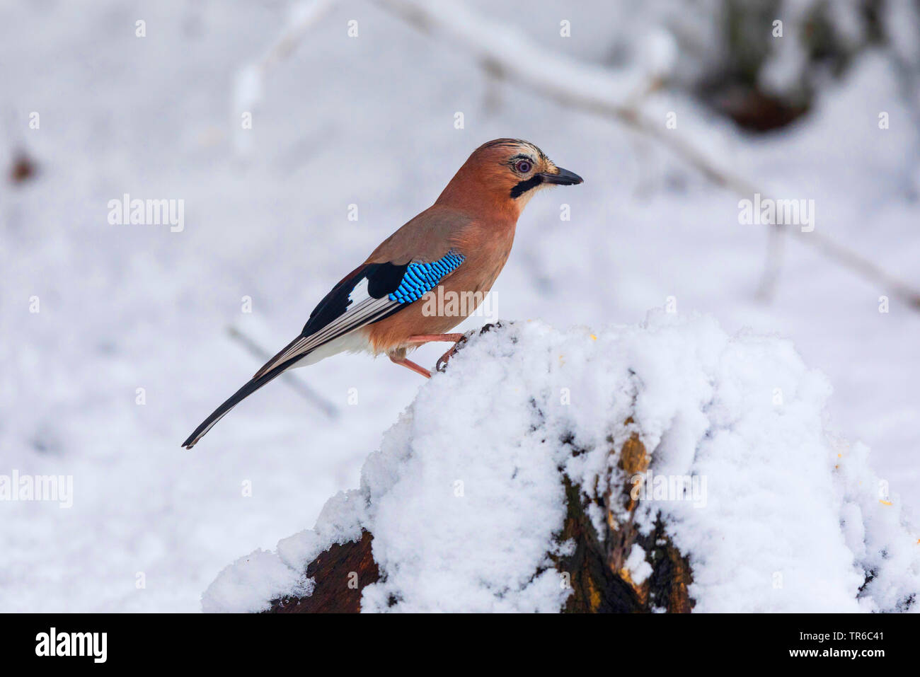 jay (Garrulus glandarius), sitting on a snow-covered tree stump, side view, Germany, Bavaria Stock Photo