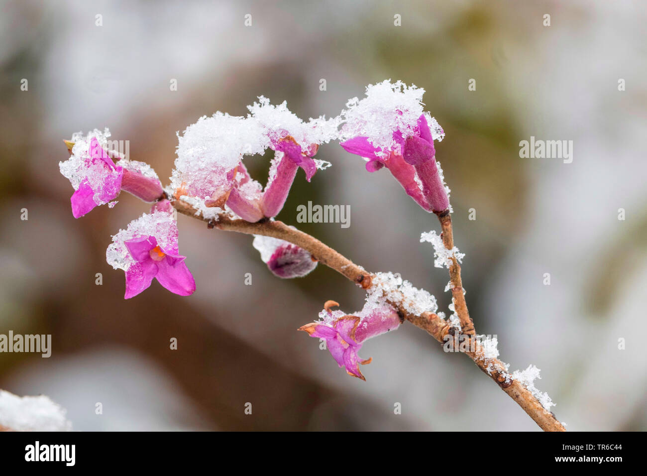mezereon, February daphne (Daphne mezereum), snow-covered flowers, Germany, Bavaria Stock Photo
