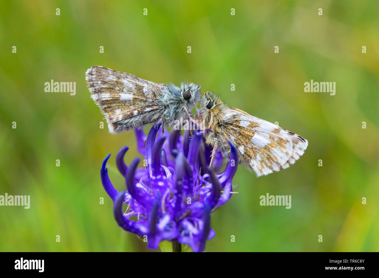 dusky grizzled skipper (Pyrgus cacaliae), two dusky grizzled skippers sitting on rampion, side view, Germany Stock Photo