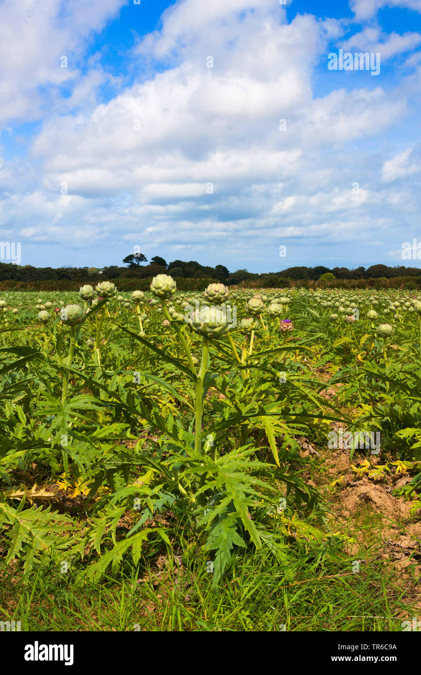 Artichoke thistle, Cardoon (Cynara cardunculus, Cynara scolymus), field in bud, France Stock Photo