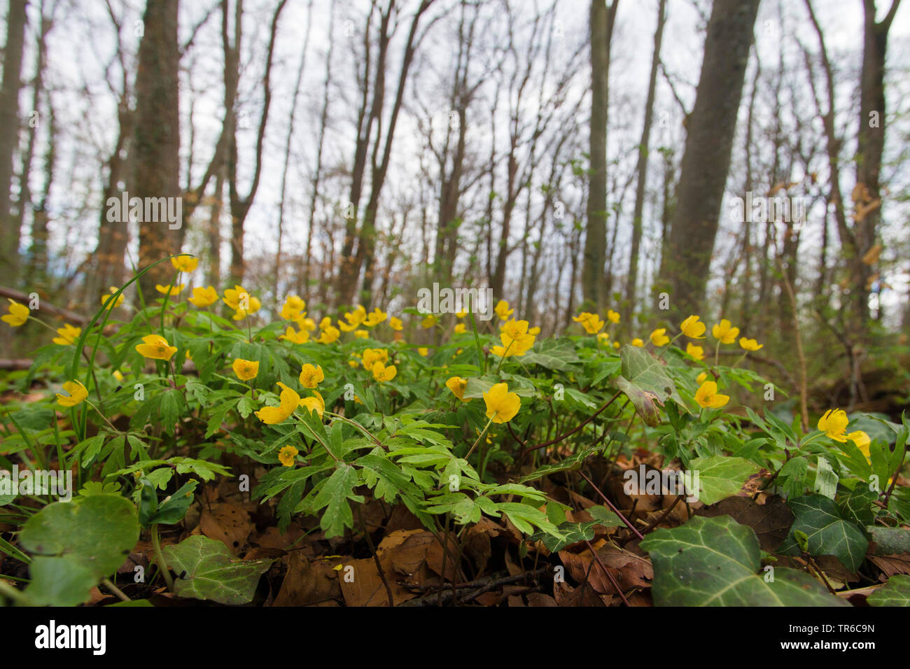 yellow anemone, yellow wood anemone, buttercup anemone (Anemone ranunculoides), blooming in a spring forest, Germany, Bavaria Stock Photo