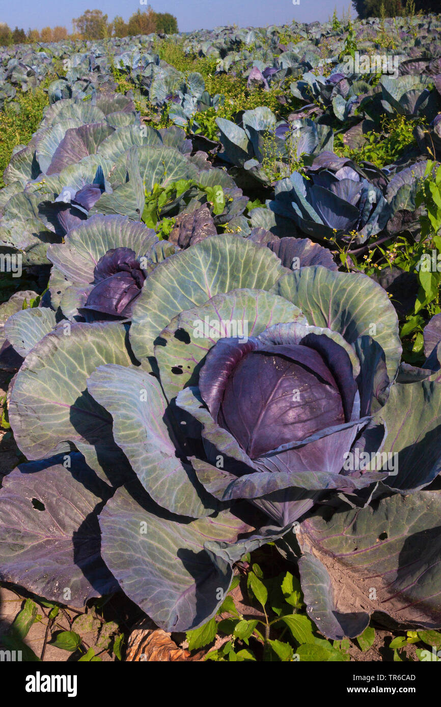 Red cabbage, purple cabbage, red kraut, blue kraut (Brassica oleracea var. capitata f. rubra), red cabbage field, Germany, Bavaria Stock Photo