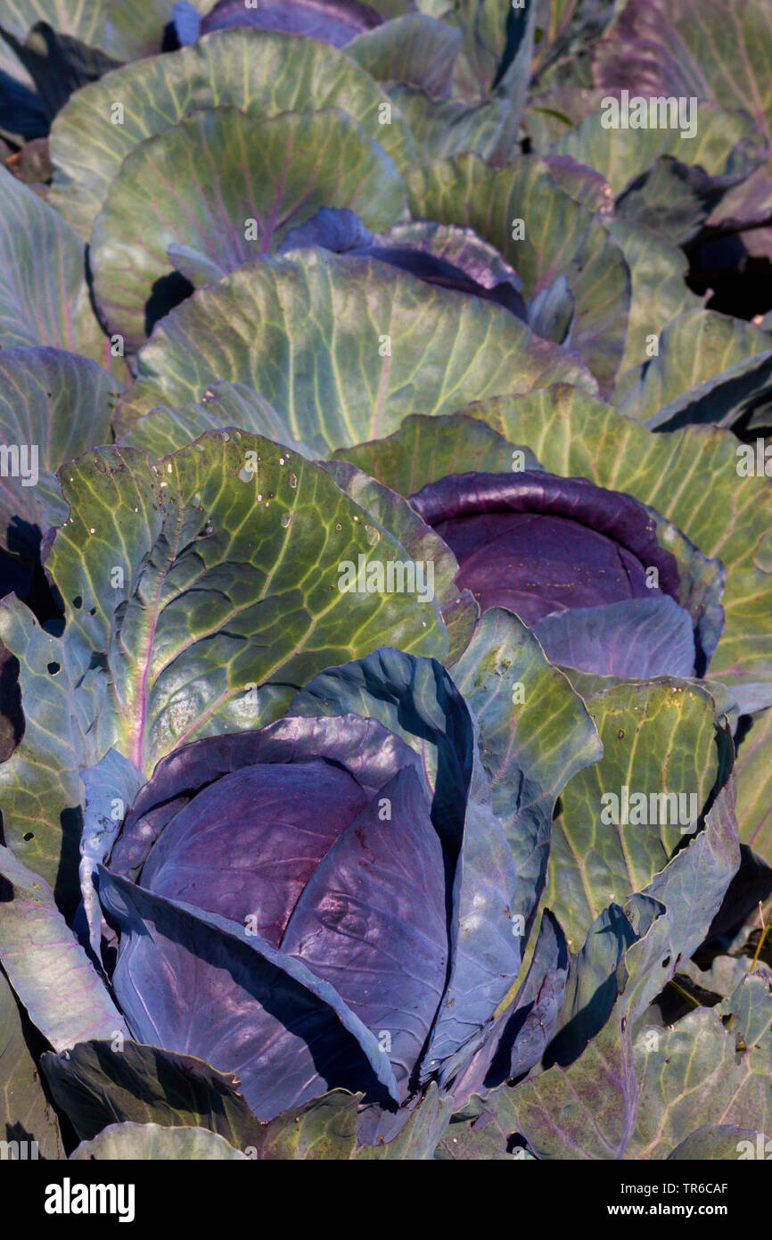 Red cabbage, purple cabbage, red kraut, blue kraut (Brassica oleracea var. capitata f. rubra), red cabbage field, Germany, Bavaria Stock Photo