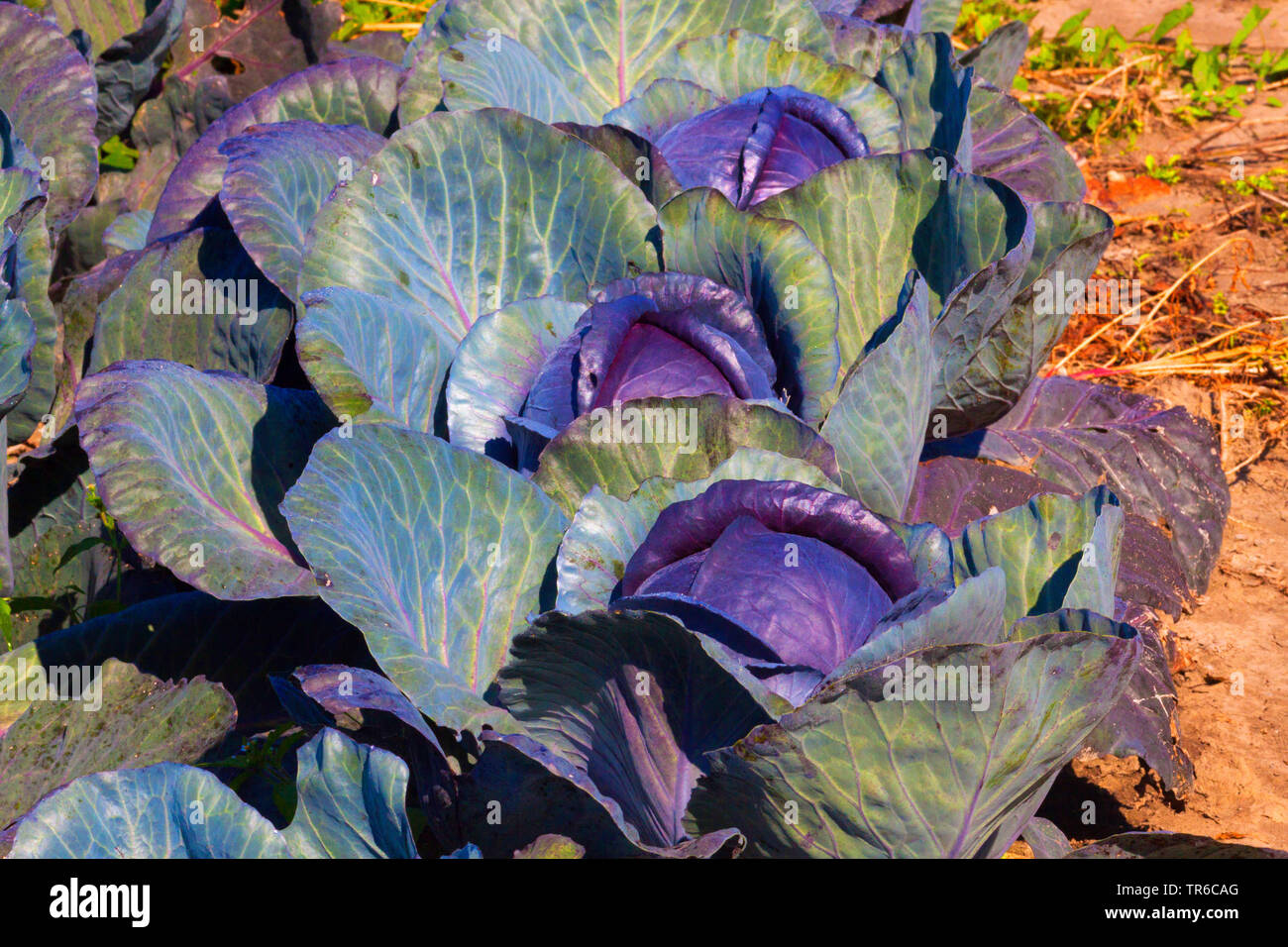Red cabbage, purple cabbage, red kraut, blue kraut (Brassica oleracea var. capitata f. rubra), red cabbage field, Germany, Bavaria Stock Photo