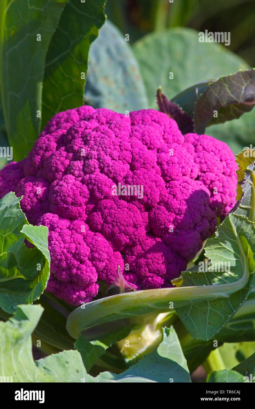 Botrytis cultivar hires stock photography and images Alamy