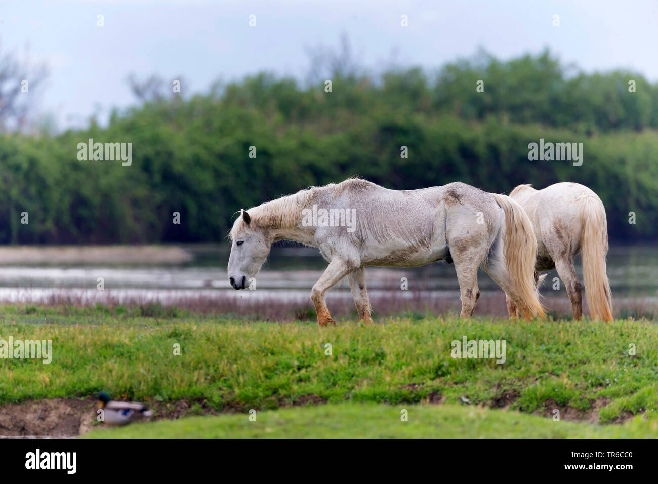 Camargue horse (Equus przewalskii f. caballus), two Camargue horses grazing in the wetland, Spain Stock Photo