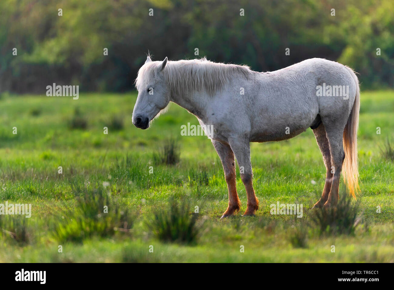 Camargue horse (Equus przewalskii f. caballus), sleeps while standing, side view, Spain Stock Photo