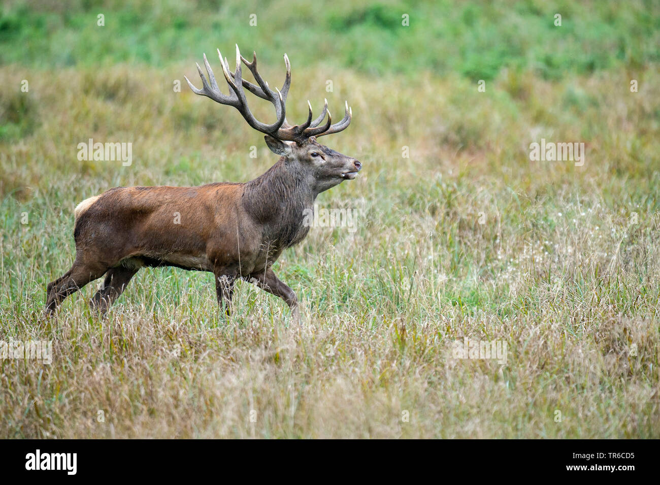 red deer (Cervus elaphus), red deer stag in the rutting season, side view, Denmark, Klamptenborg Stock Photo