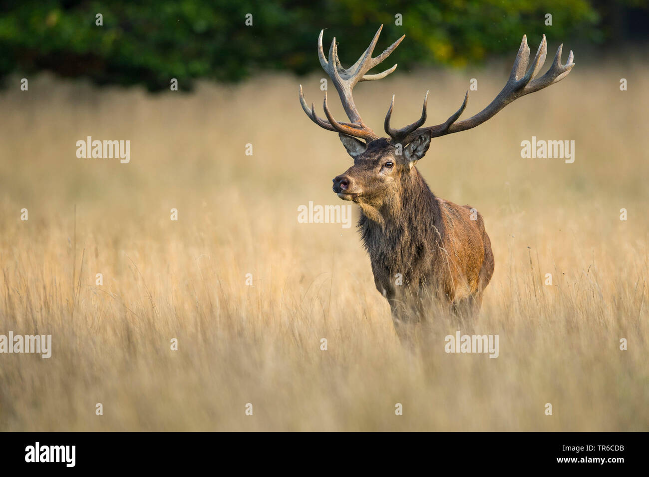 red deer (Cervus elaphus), red deer stag in the rutting season, front view, Denmark, Klamptenborg Stock Photo