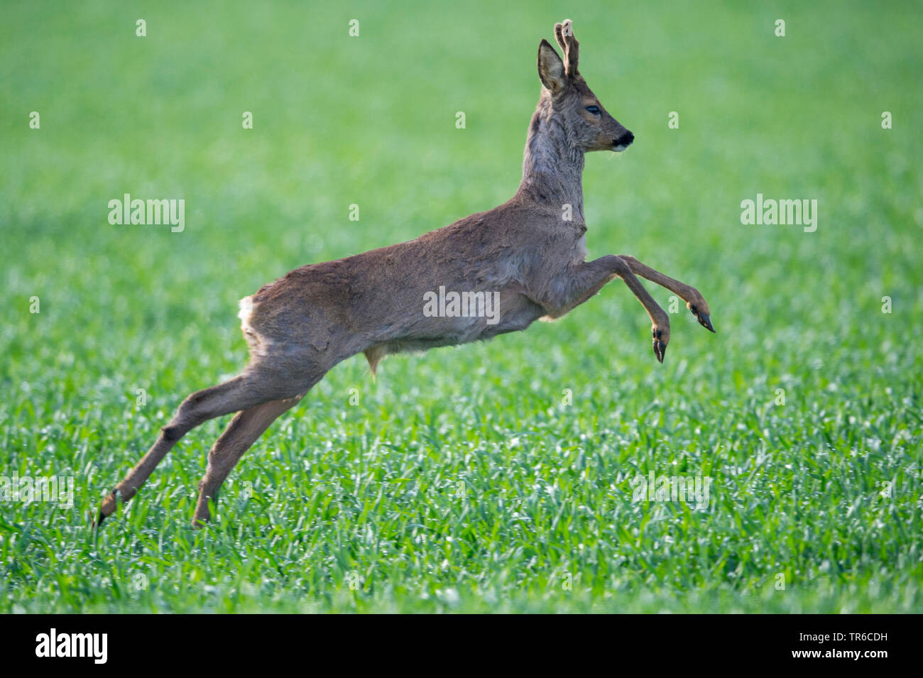 roe deer (Capreolus capreolus), boisterous young roebuck jumping, Germany, Lower Saxony Stock Photo