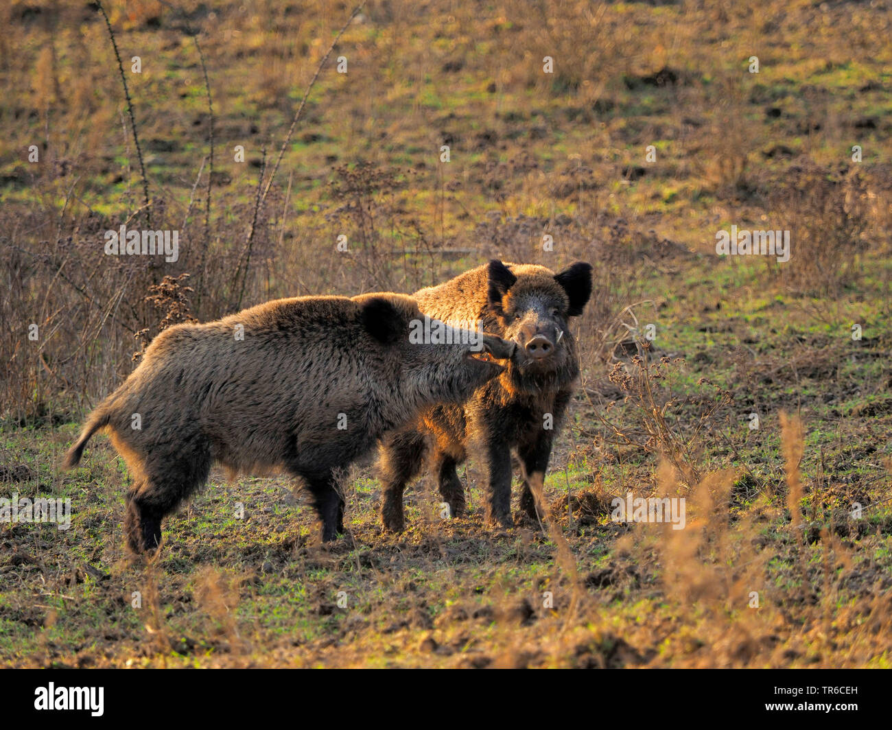 wild boar, pig, wild boar (Sus scrofa), two quarrelling tuskers, Germany, Baden-Wuerttemberg Stock Photo