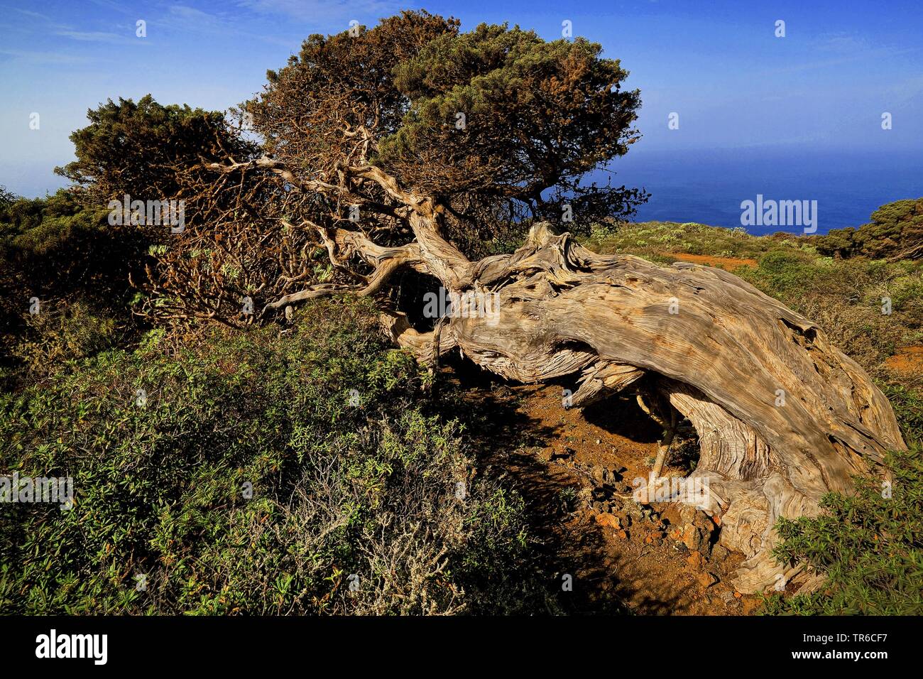 Canary Islands Juniper (Juniperus cedrus), old tree on Hierro, Canary Islands, El Hierro Stock Photo