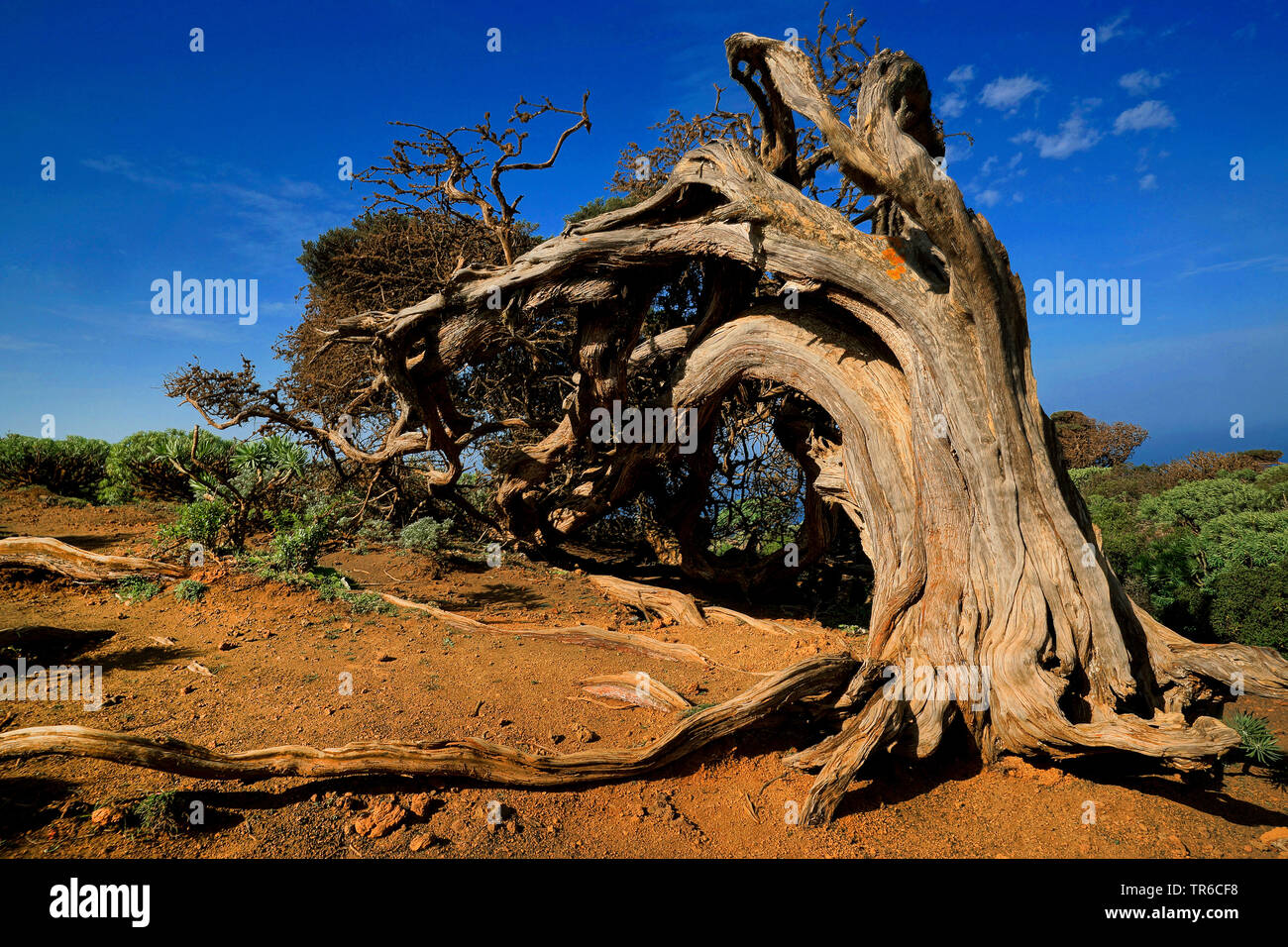 Canary Islands Juniper (Juniperus cedrus), old tree on Hierro, Canary Islands, El Hierro Stock Photo