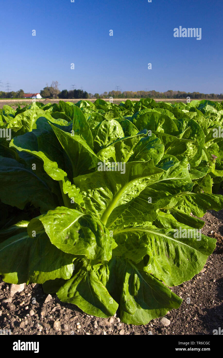 Chinese cabbage (Brassica rapa subsp. pekinensis, Brassica rapa subsp. glabra, Brassica pekinensis), on a field, Germany, Bavaria Stock Photo