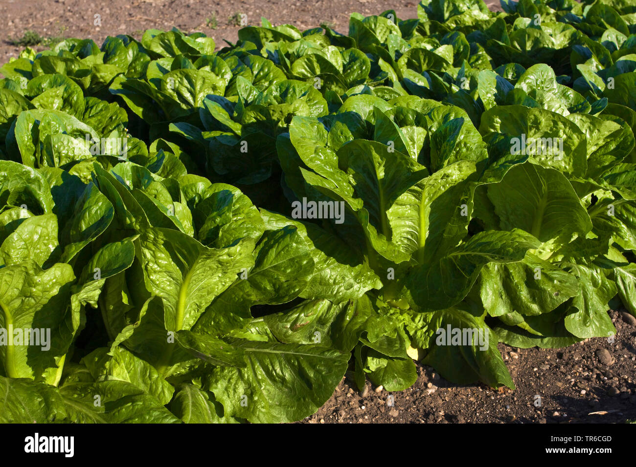 Chinese cabbage (Brassica rapa subsp. pekinensis, Brassica rapa subsp. glabra, Brassica pekinensis), on a field, Germany, Bavaria Stock Photo