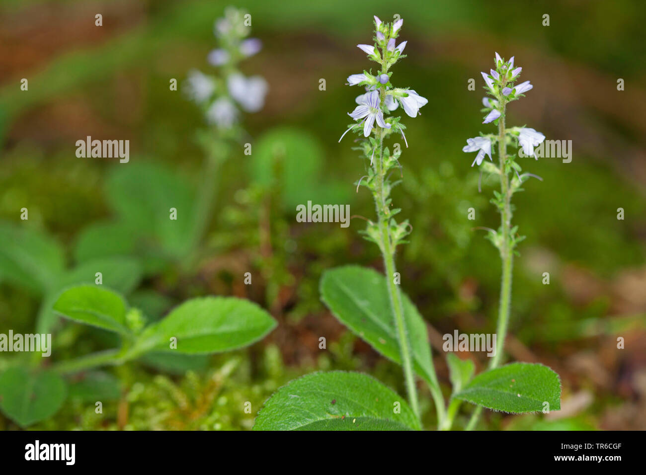 Common speedwell, Heath speedwell, Gypsyweed (Veronica officinalis