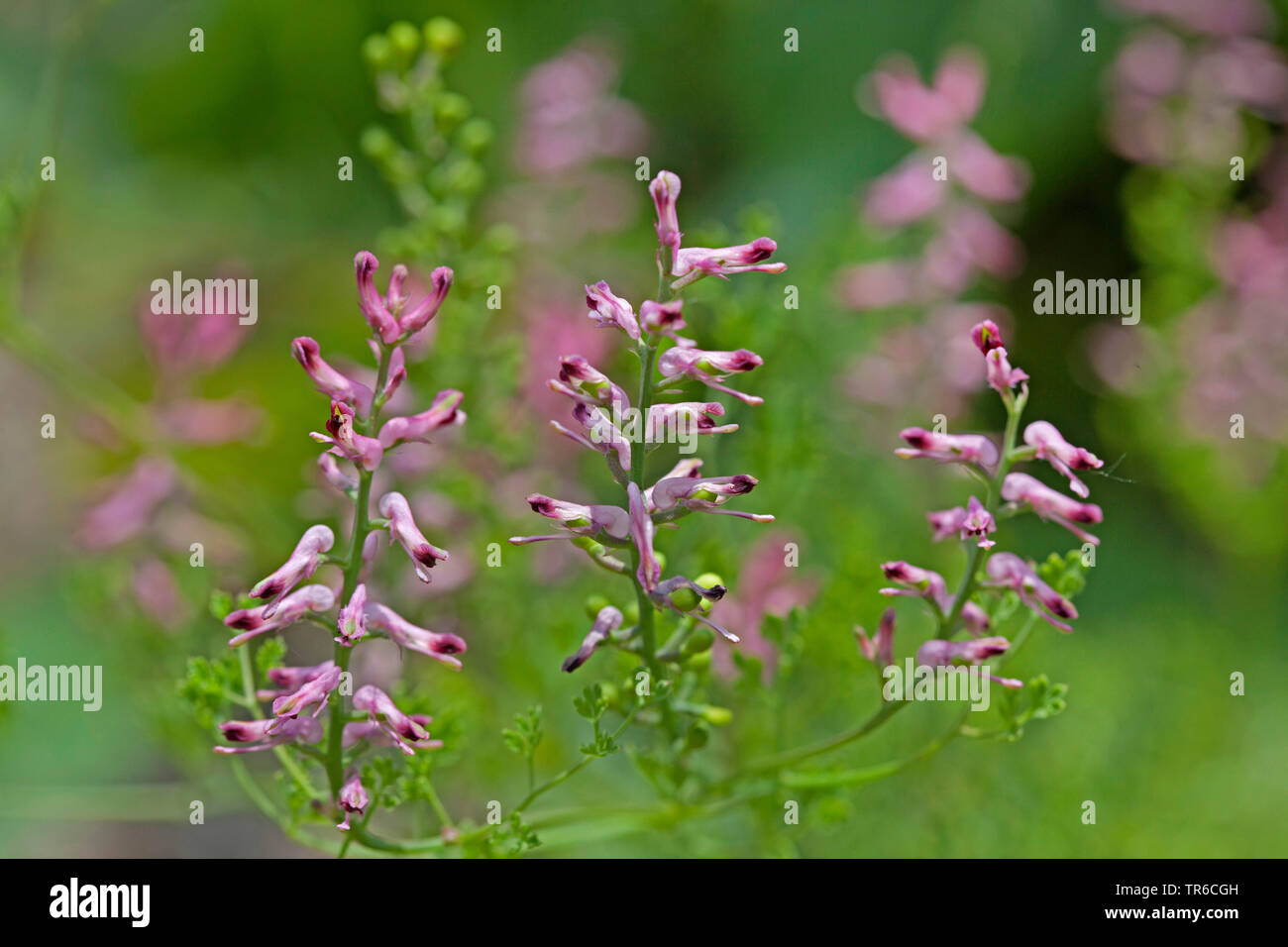 common fumitory, drug fumitory (Fumaria officinalis), blooming, Germany, Bavaria Stock Photo