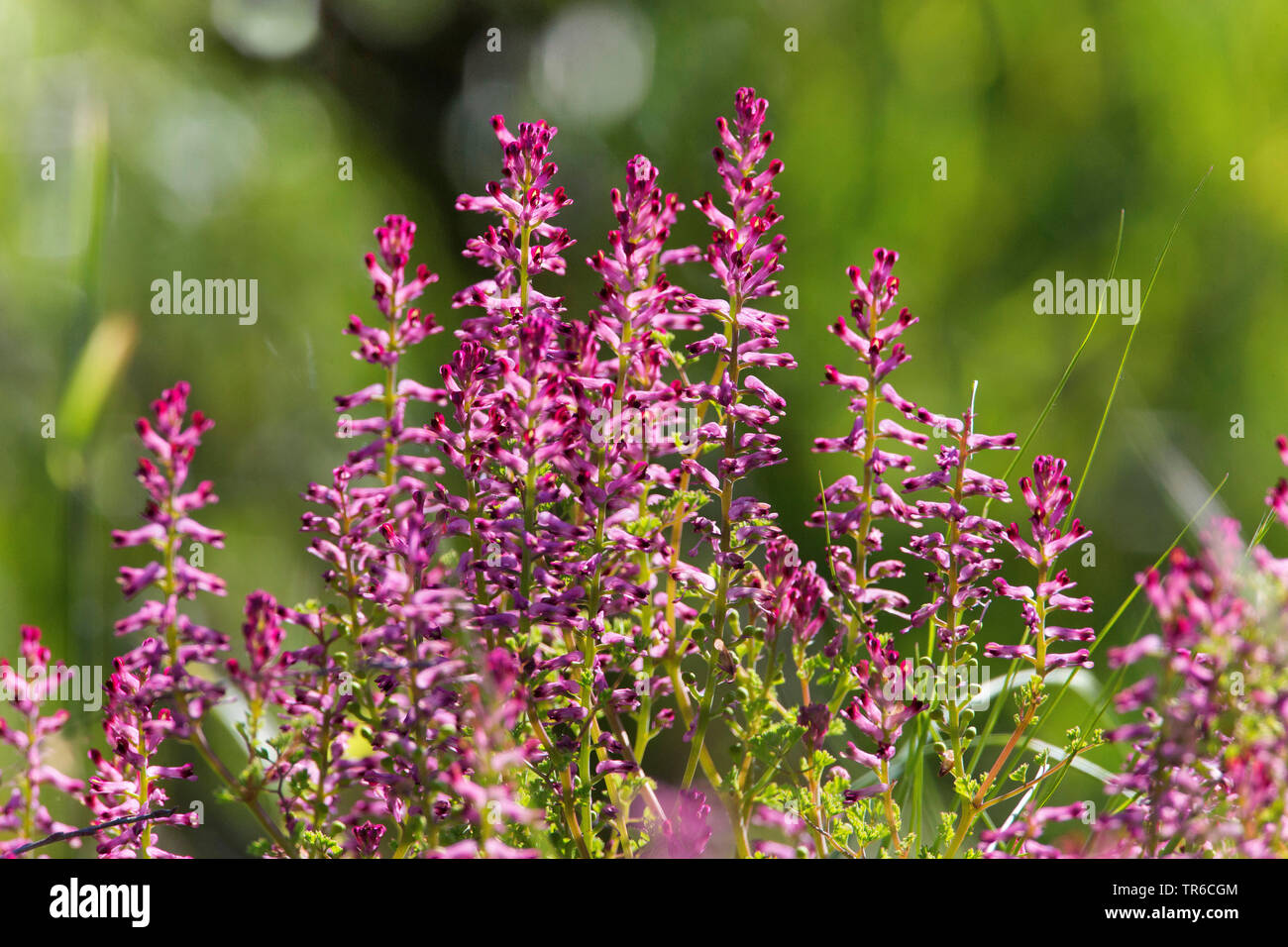 common fumitory, drug fumitory (Fumaria officinalis), blooming, Germany, Bavaria Stock Photo