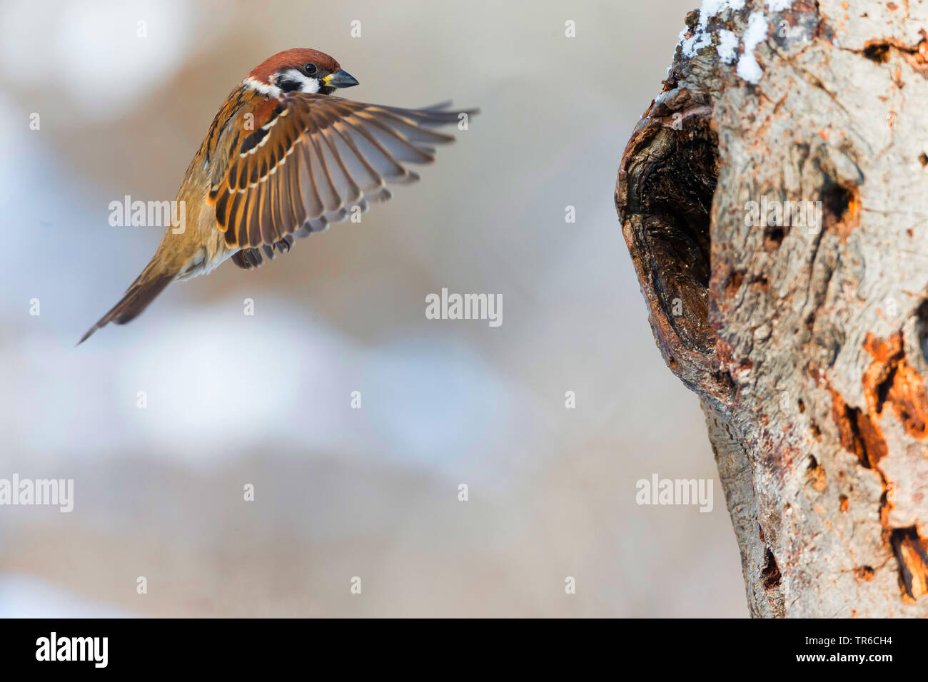 Eurasian tree sparrow (Passer montanus), in approach at a breeding hole, side view, Germany Stock Photo