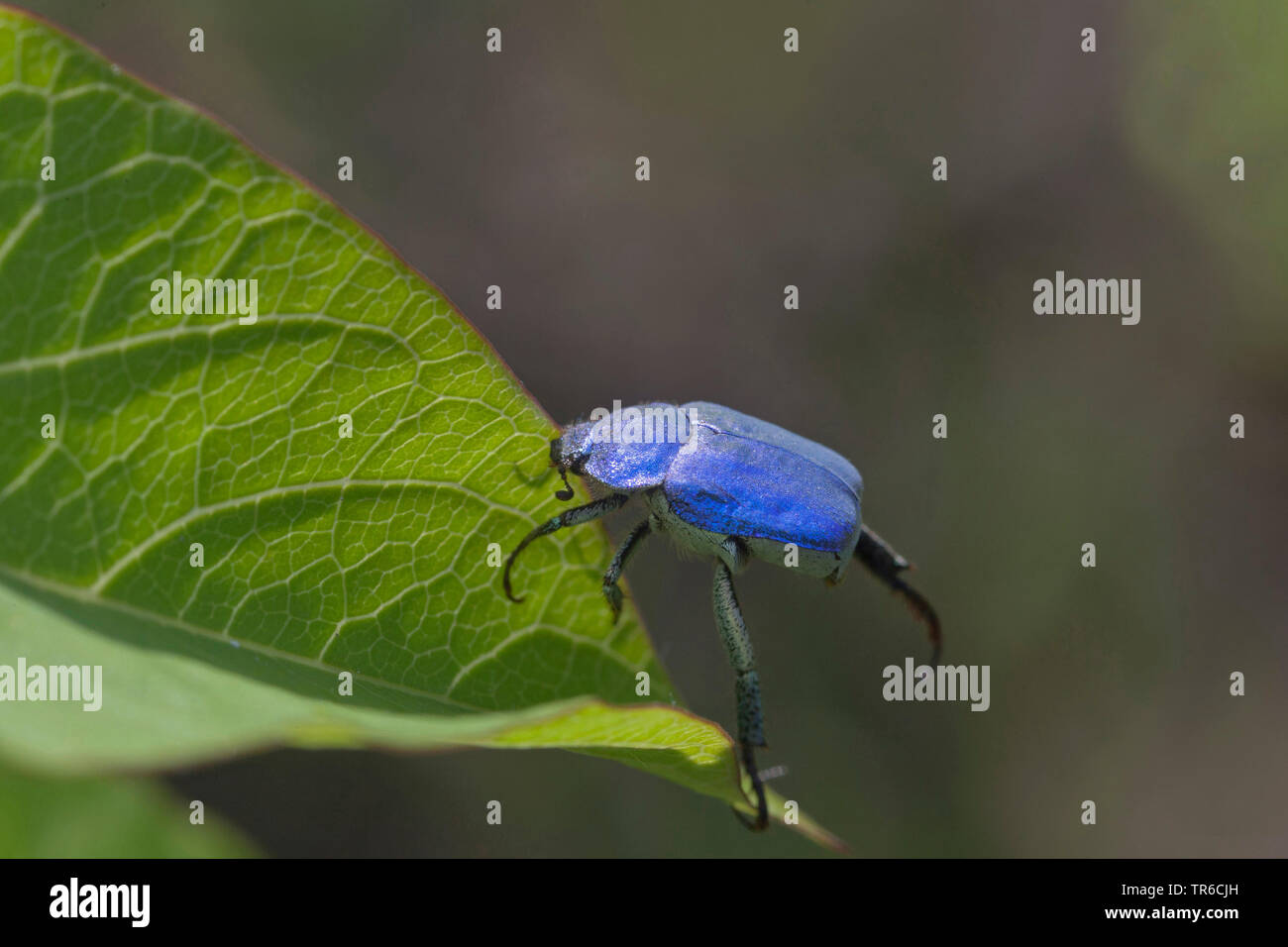 Hoplia coerulea hi-res stock photography and images - Alamy