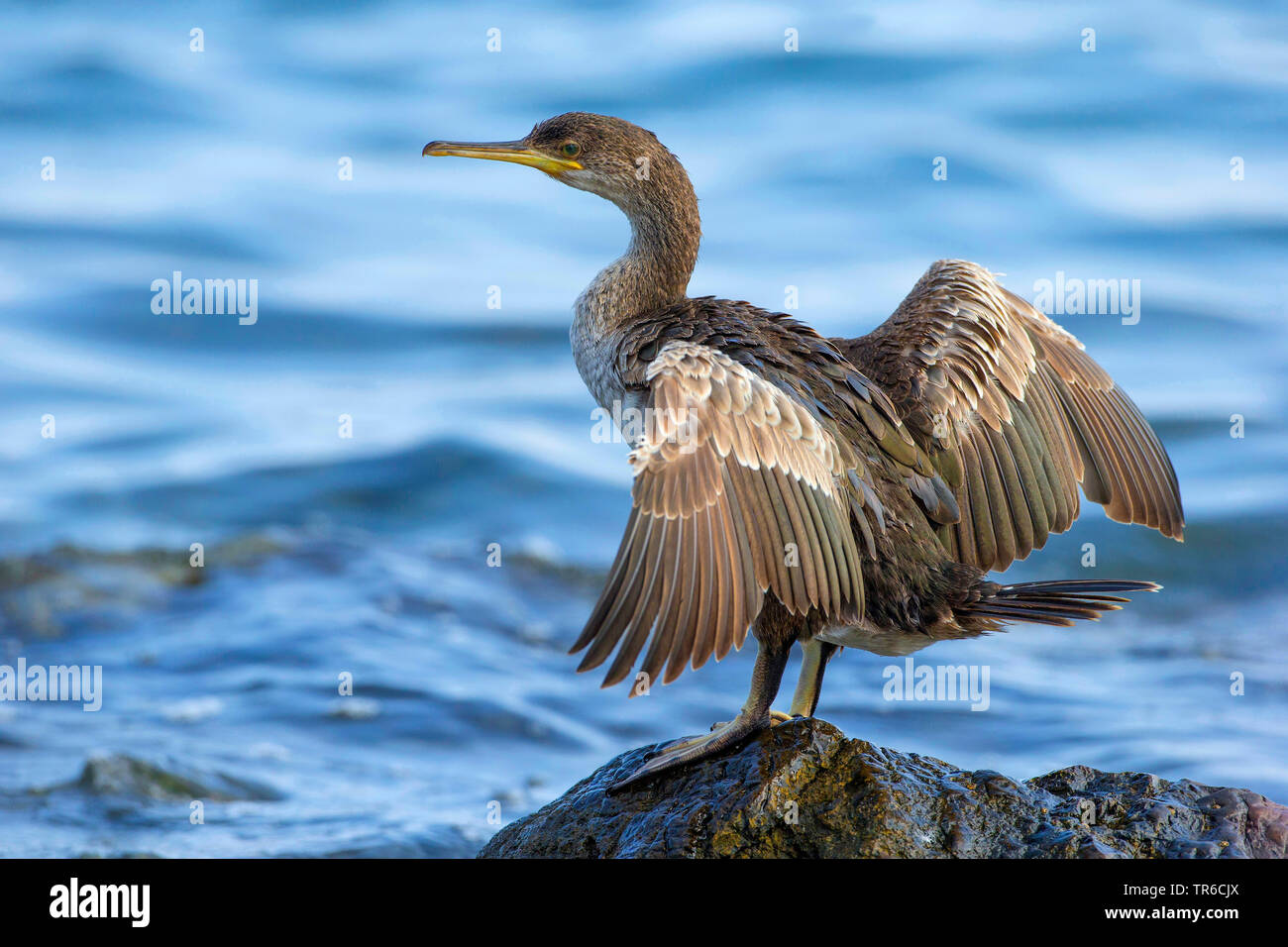 shag (Phalacrocorax aristotelis), young bird with outstretched wings on a rock at the coast, Spain, Balearen, Majorca Stock Photo