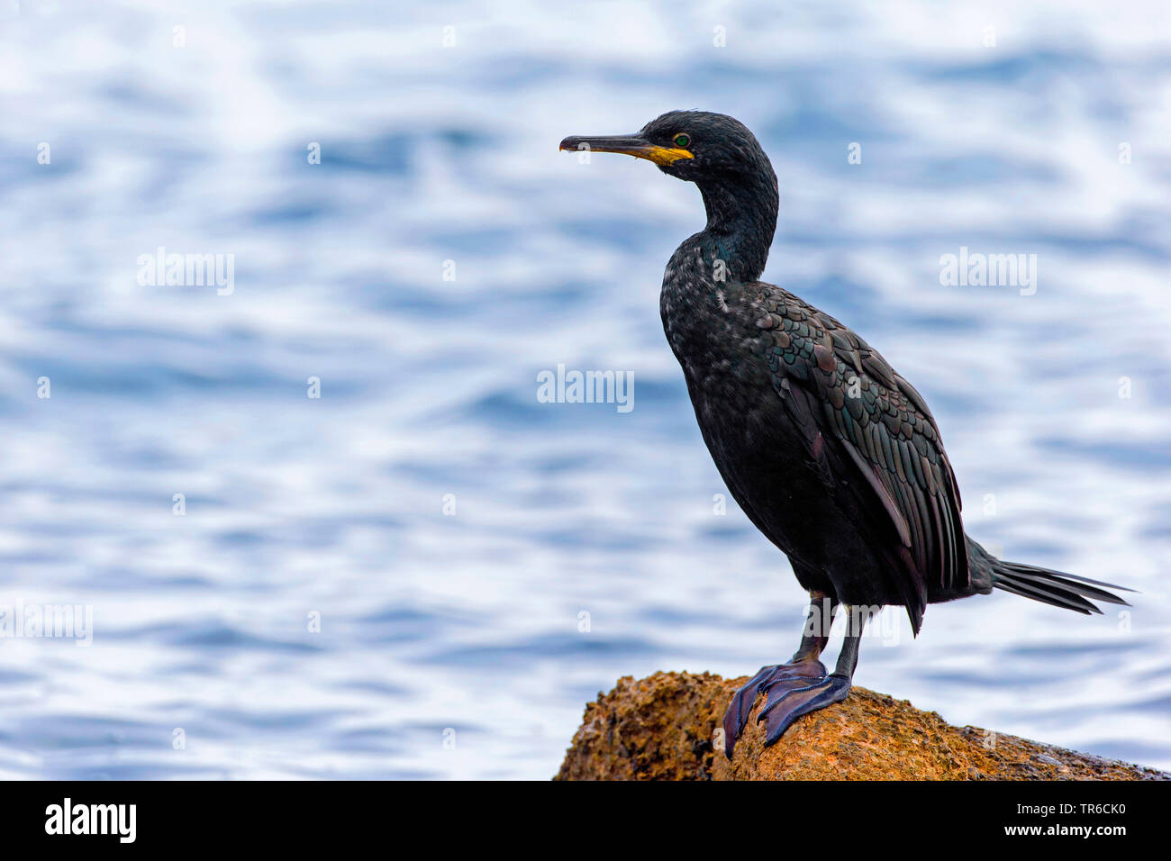 shag (Phalacrocorax aristotelis), on a rock at the coast, side view, Spain, Balearen, Majorca Stock Photo