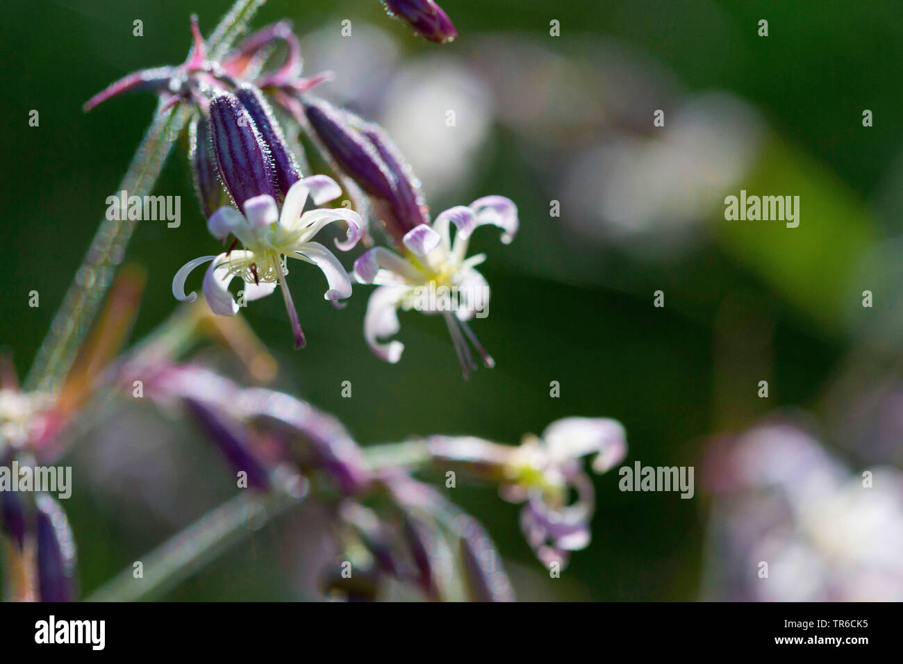 nottingham catchfly (Silene nutans), flowers, Germany Stock Photo