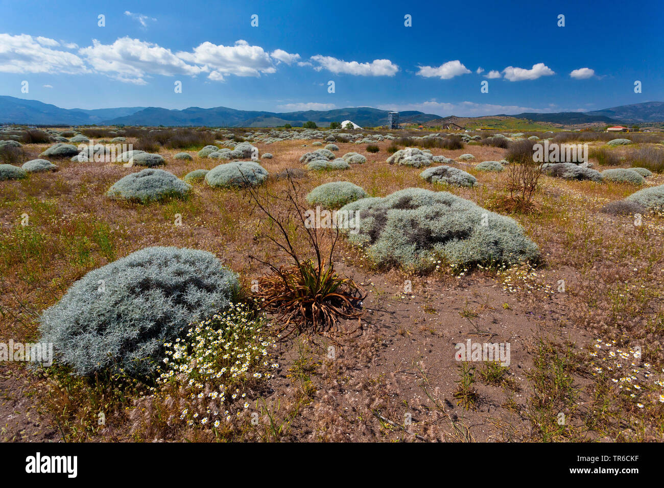 plants near beach, Bay of Kaloni, Mytilini, Greece, Lesbos, Aegean Sea Stock Photo