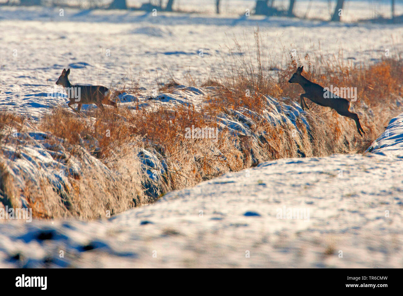roe deer (Capreolus capreolus), jumping over a ditch in wintry arable land, side view, Germany, Bavaria Stock Photo