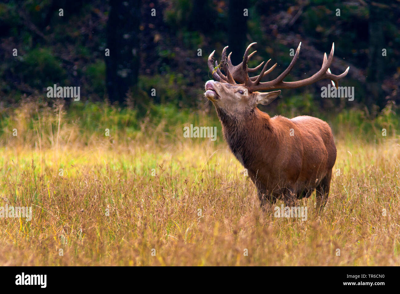 red deer (Cervus elaphus), roaring red deer stag in the rutting season, Germany Stock Photo