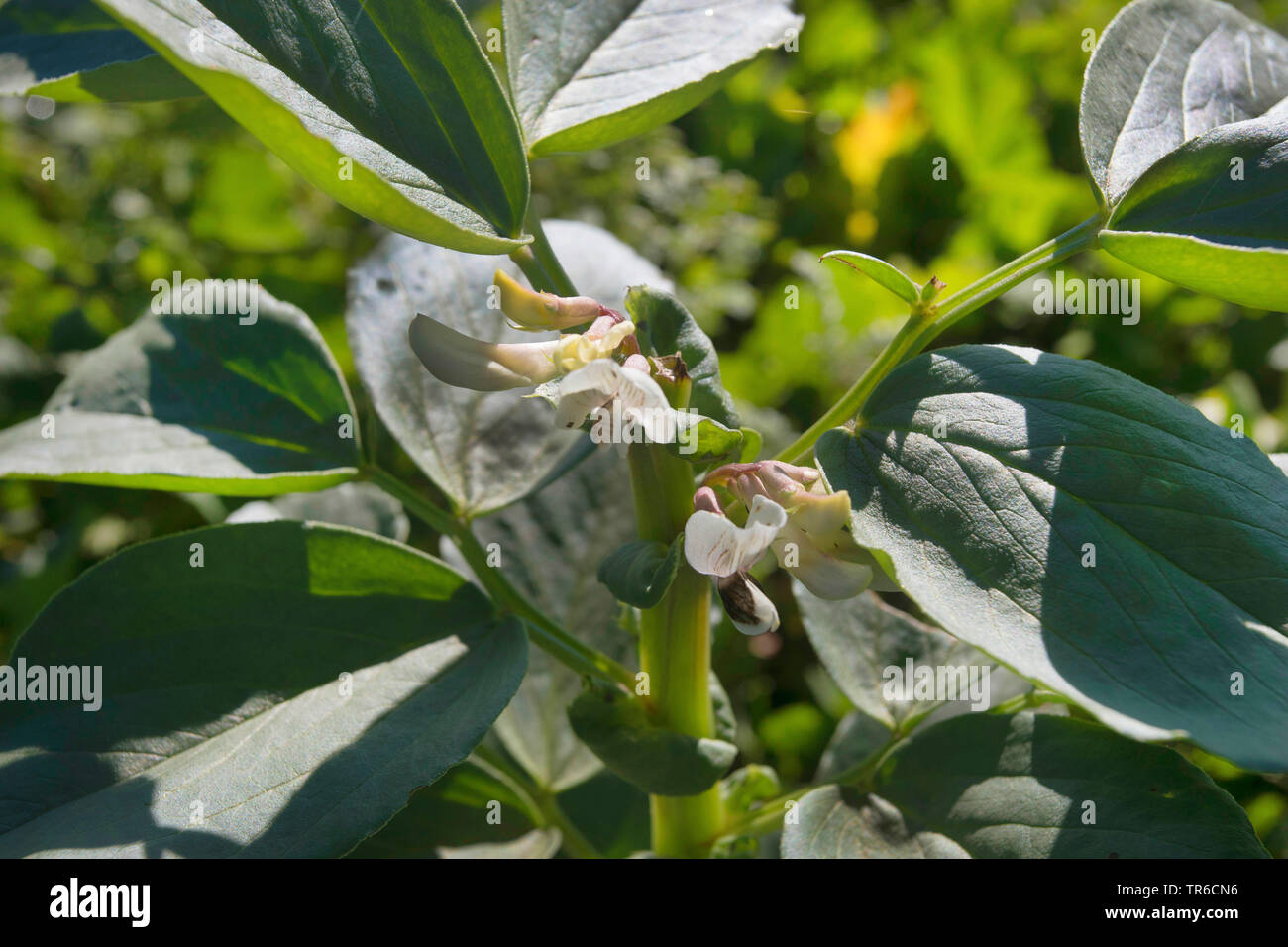 Broad bean, Fava bean, Faba bean, Field bean, Bell bean, Tic bean