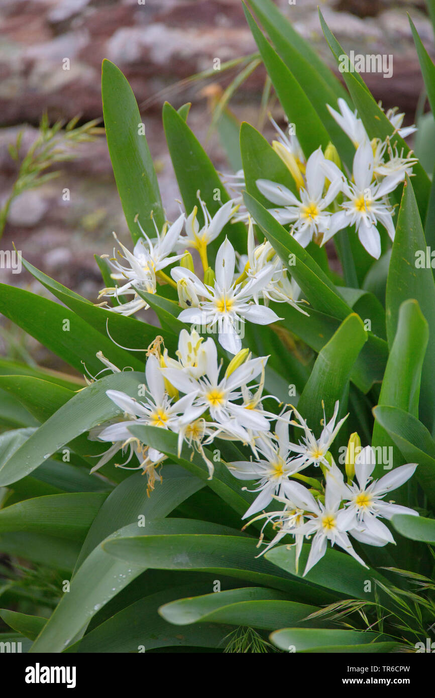 Star Lilly, Illyrian Sea Lily (Pancratium illyricum), blooming, Italy, Sardegna Stock Photo