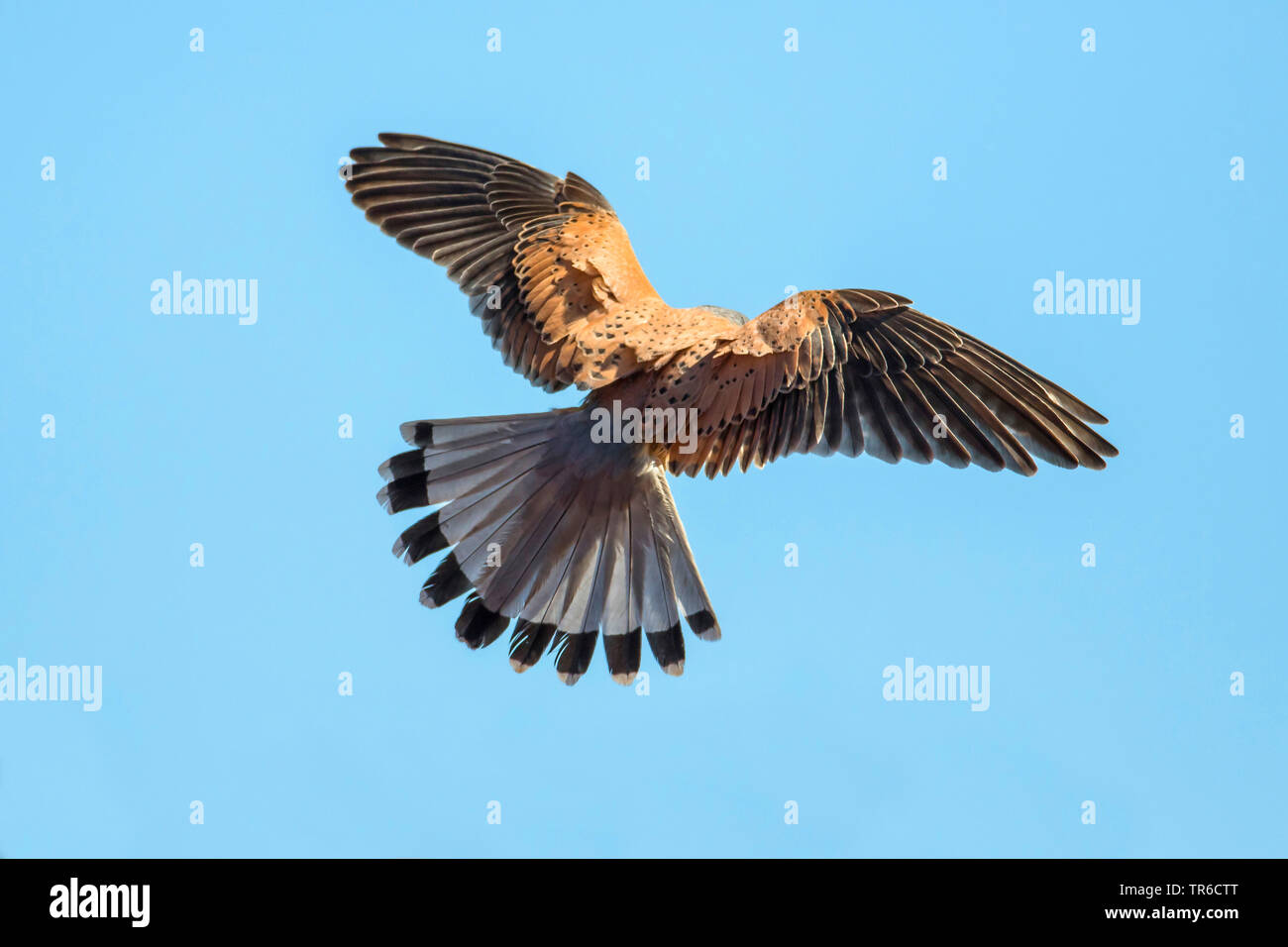 Sky rear view hi-res stock photography and images - Alamy