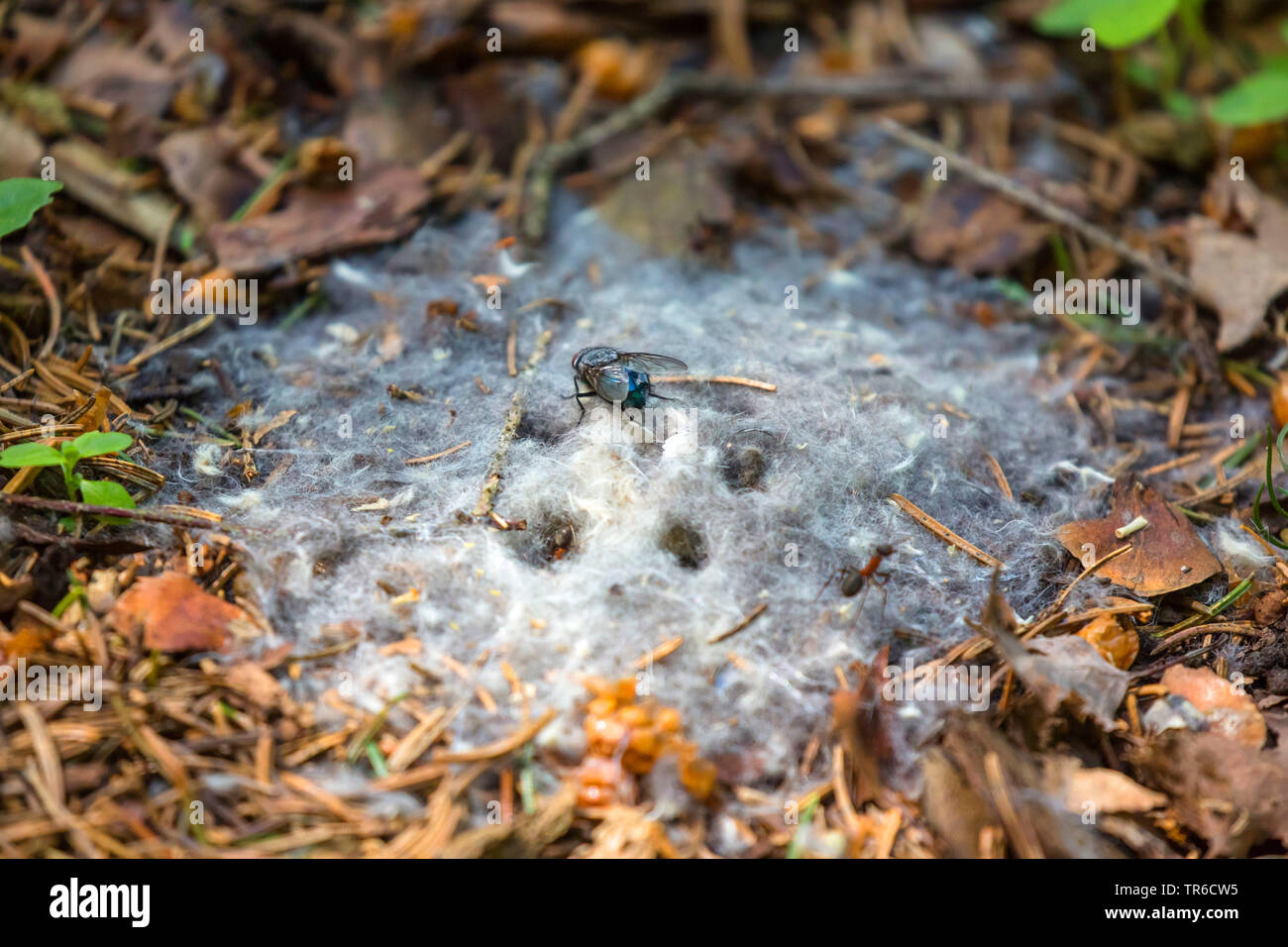 blowflies (Calliphoridae), blow fly sitting on hairs of a decayed mouse, Germany, Bavaria Stock Photo