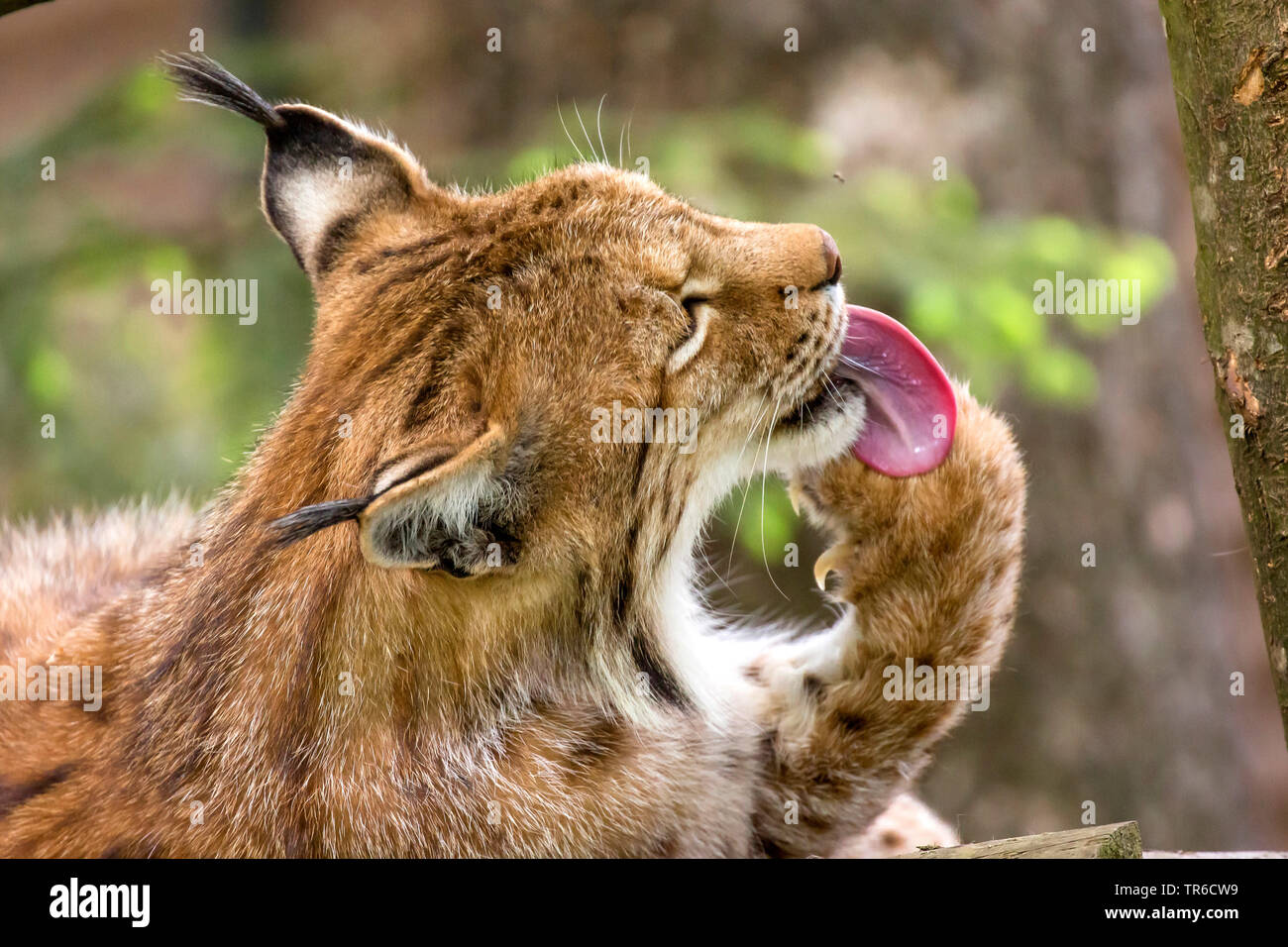 Eurasian lynx (Lynx lynx), licking the paw, Germany Stock Photo