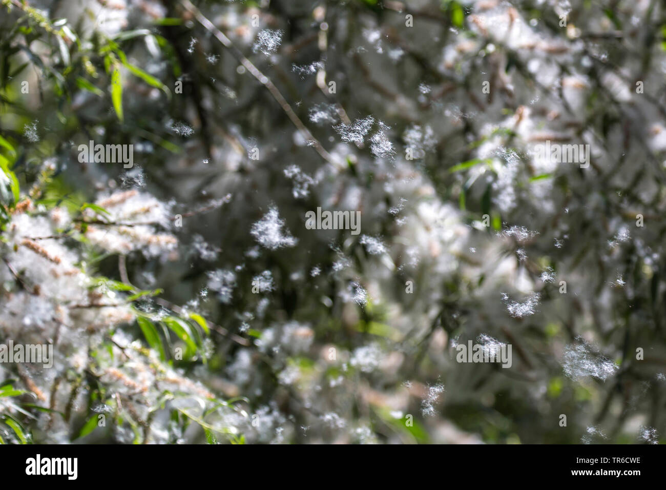 Flying seeds hi-res stock photography and images - Alamy