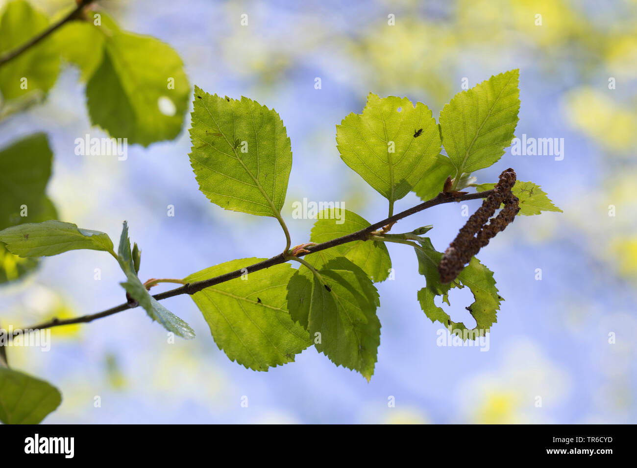 downy birch (Betula pubescens), branch with catkins, Germany Stock Photo