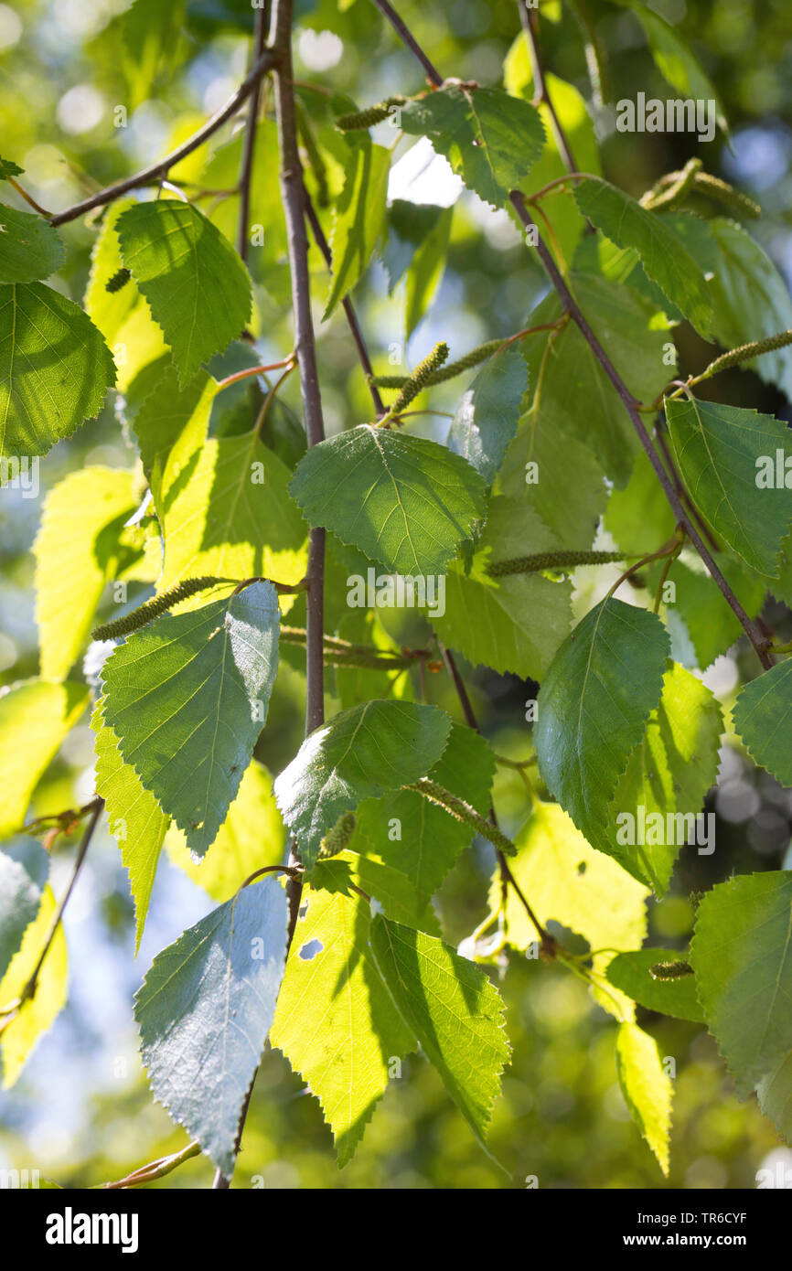 downy birch (Betula pubescens), branch with catkins, Germany Stock Photo
