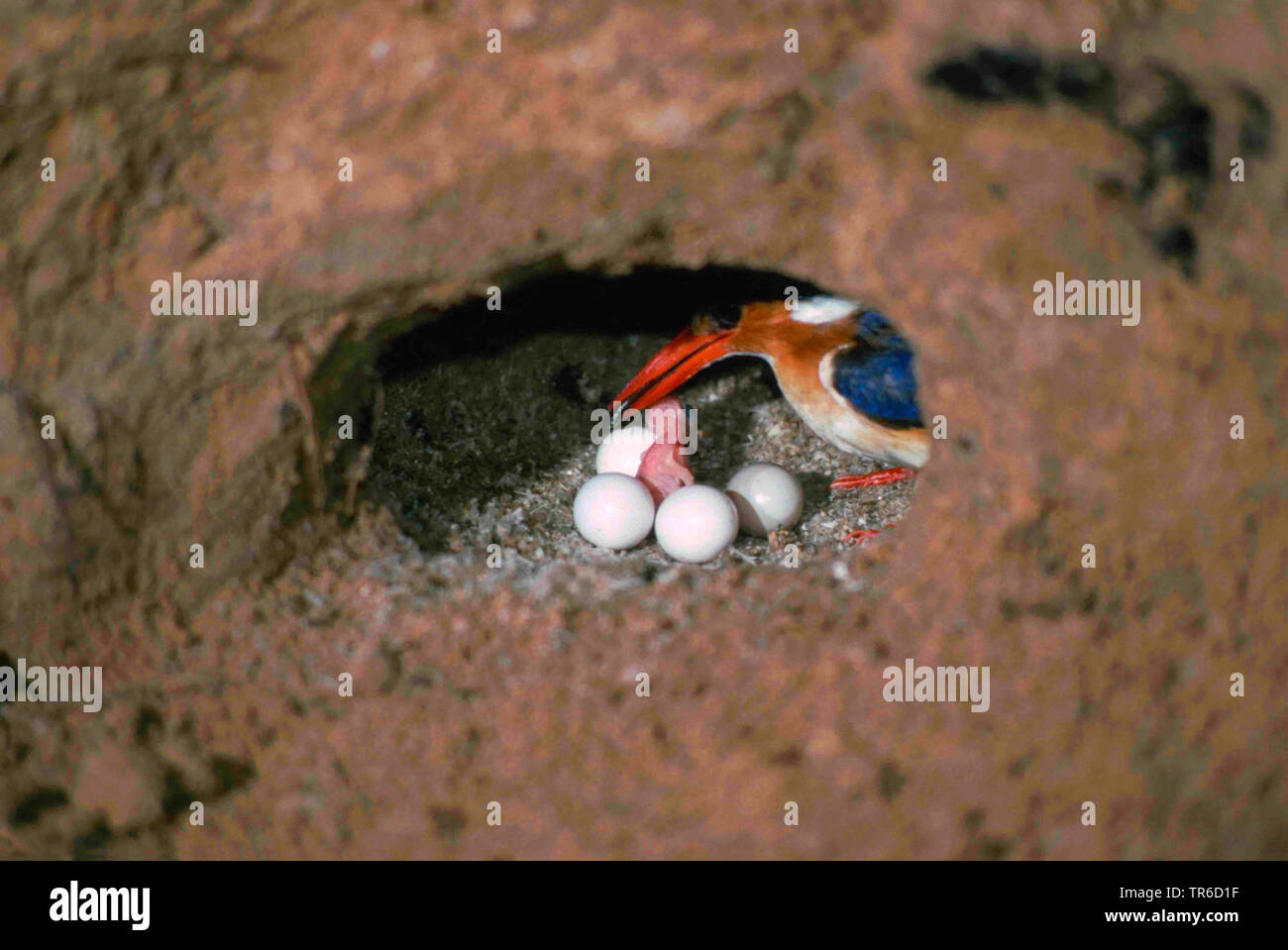 Malachite kingfisher (Alcedo cristata, Corythornis cristatus), adult bird feeding just hatched chick in the breeding burrow, Namibia Stock Photo