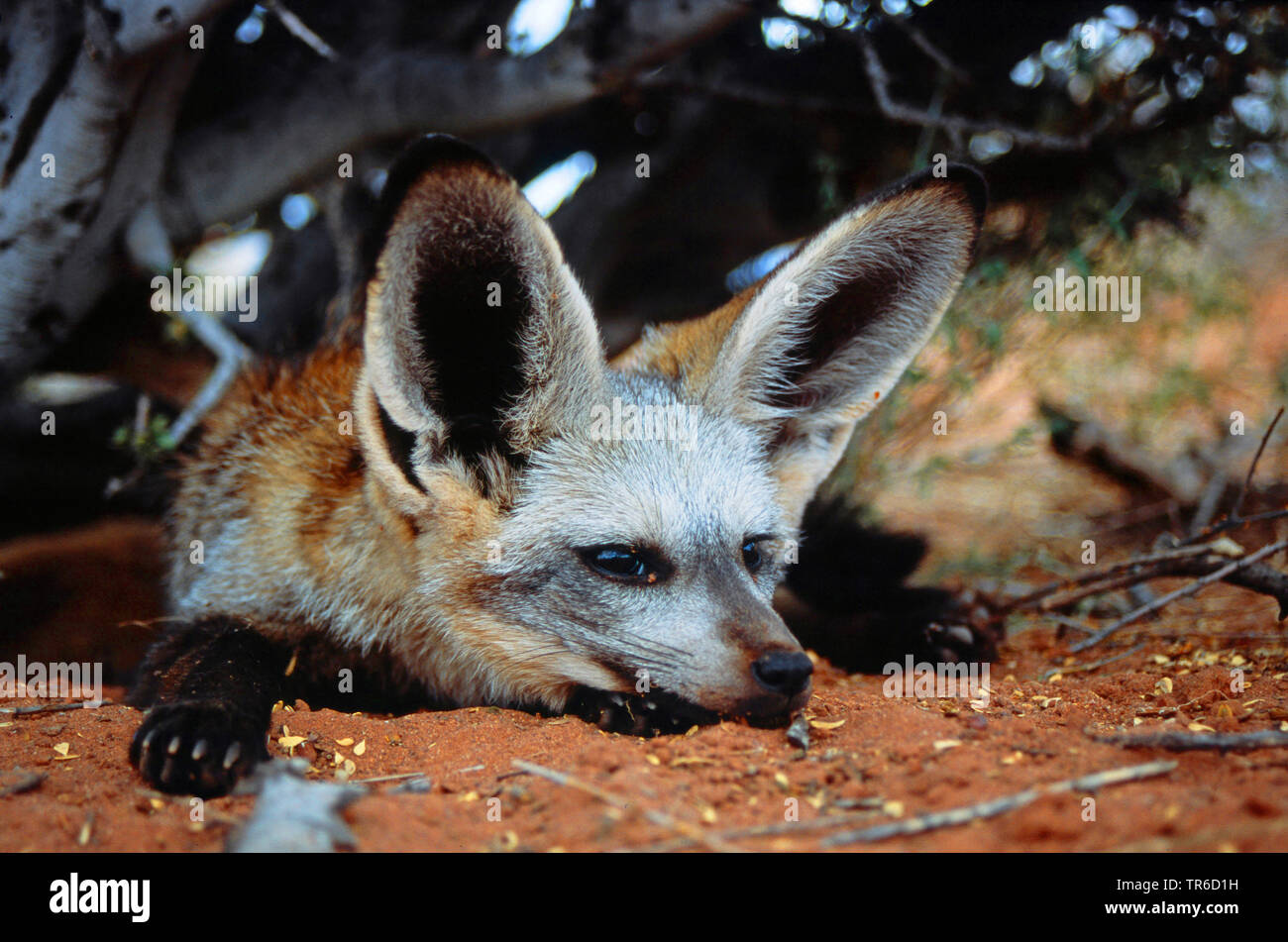 Bat-eared fox (Otocyon megalotis), resting under a shrub, Africa Stock ...