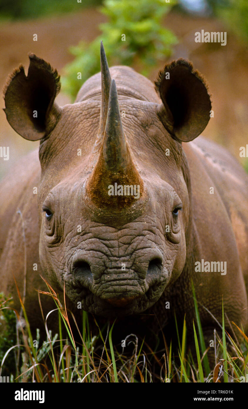 rhinoceroses, rhinos (Rhinocerotidae), portrait, front view, Kenya Stock Photo