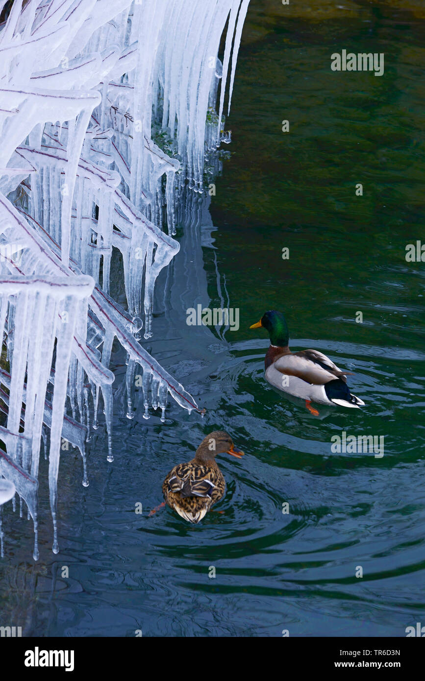 mallard (Anas platyrhynchos), swimming pair under icicles, France, Savoie, Haute Savoy Stock Photo