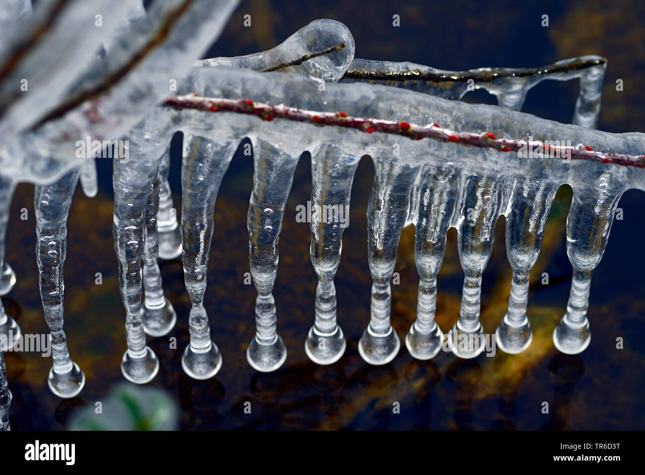 branch with icicles above water, France, Savoie, Haute Savoy Stock Photo